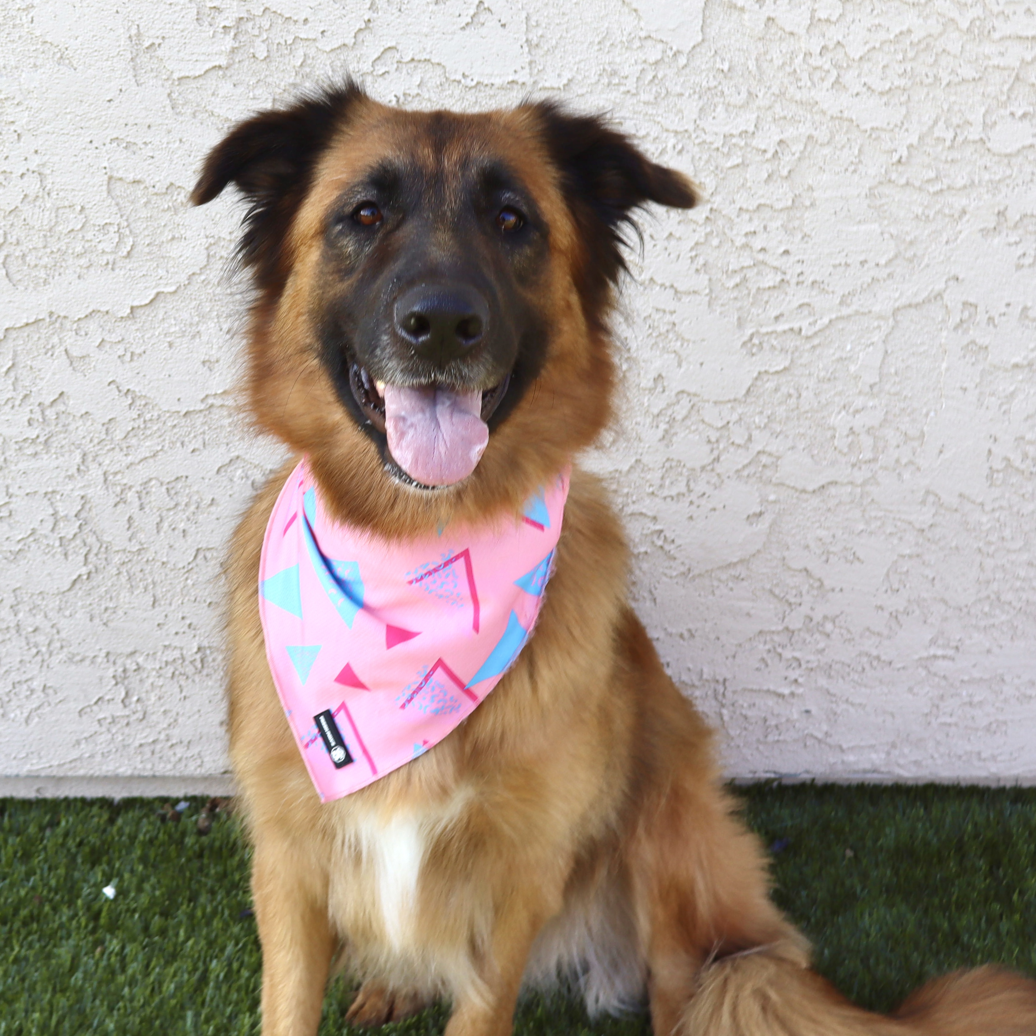 SASHA, Adult Female German Shepherd Dog
