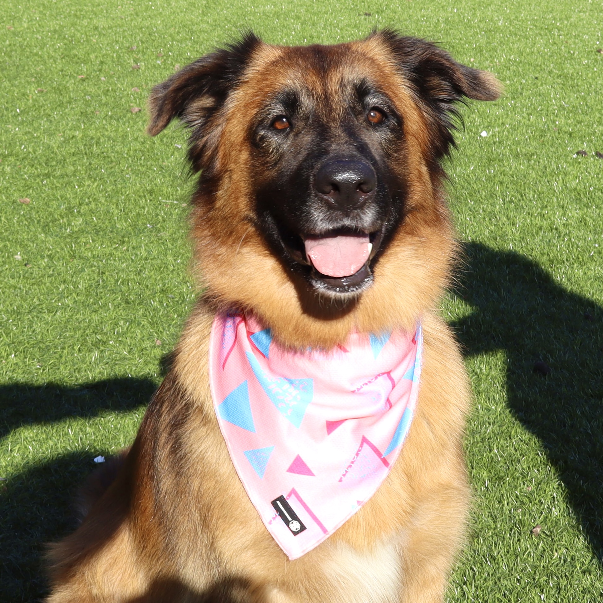 SASHA, a Adoptable mixed breed in Ontario, CA image 3/4