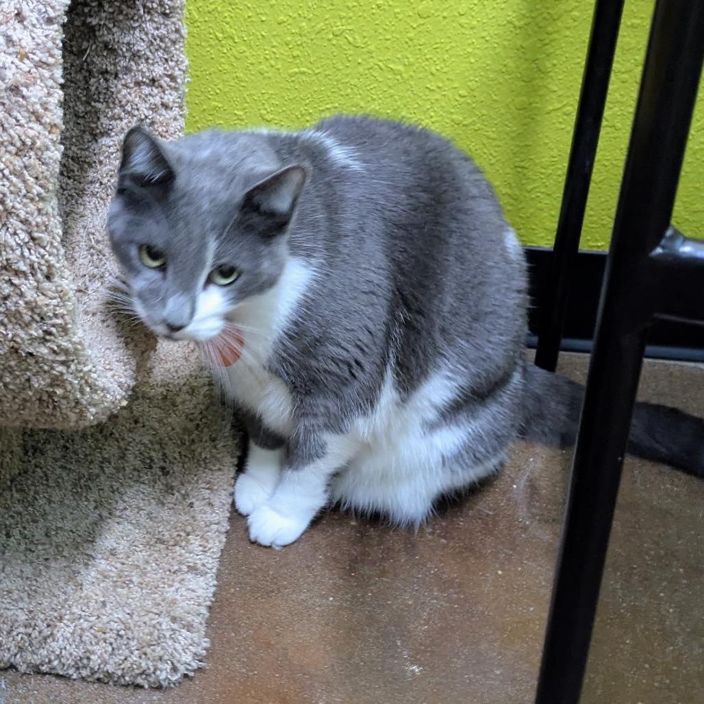 Slate, Adoptable, Adult Female Domestic Short Hair.