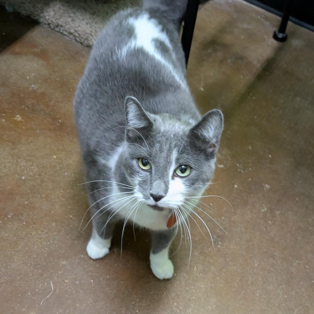 Enlarge Slate, a Adoptable Domestic Short Hair in Springfield, MO image 2/6