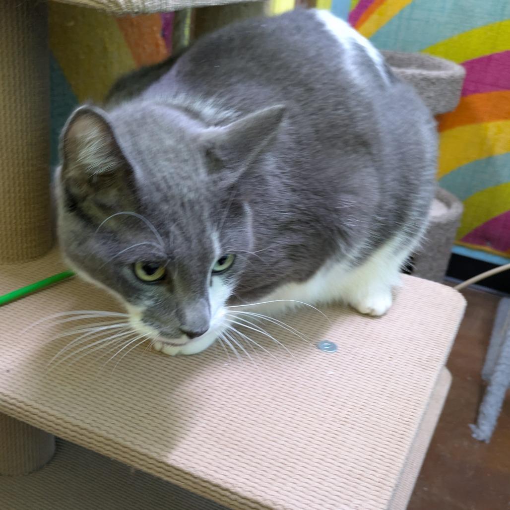 Enlarge Slate, a Adoptable Domestic Short Hair in Springfield, MO image 3/6