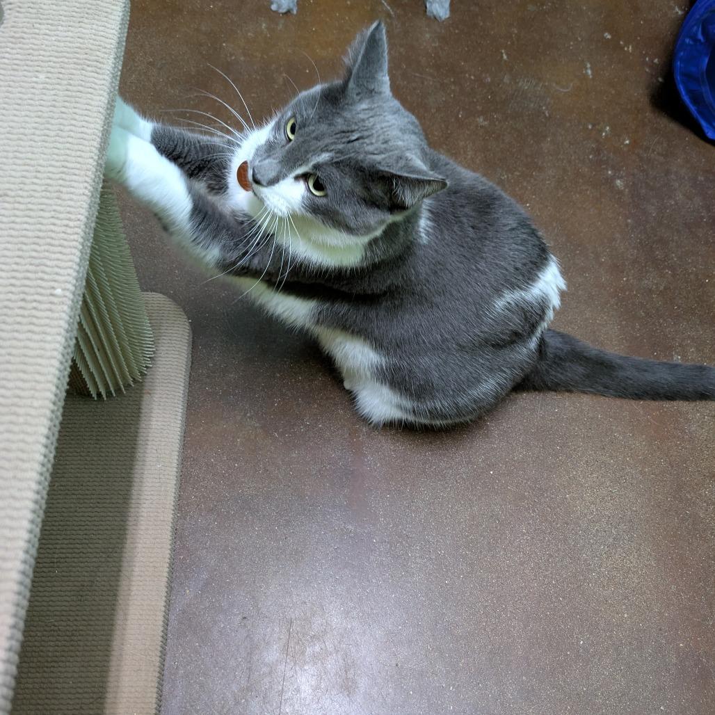 Enlarge Slate, a Adoptable Domestic Short Hair in Springfield, MO image 4/6
