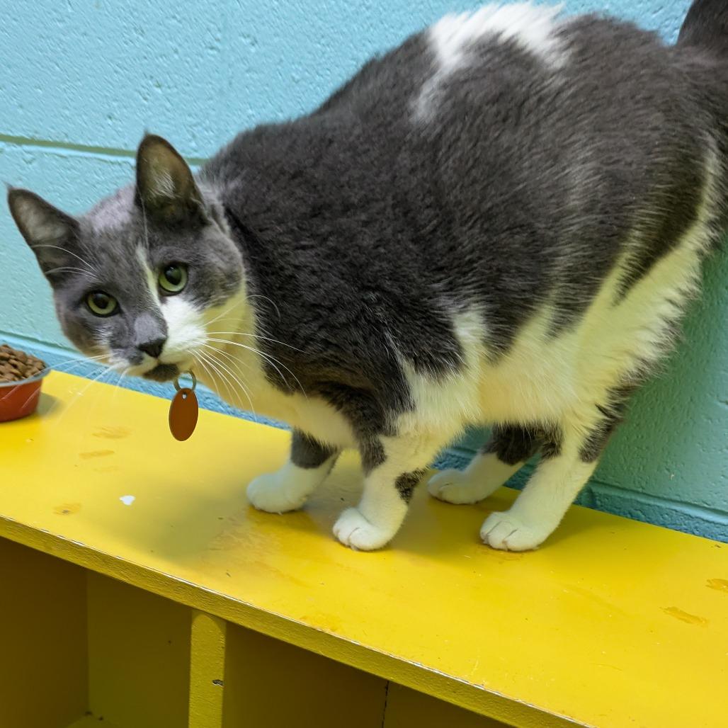 Enlarge Slate, a Adoptable Domestic Short Hair in Springfield, MO image 5/6