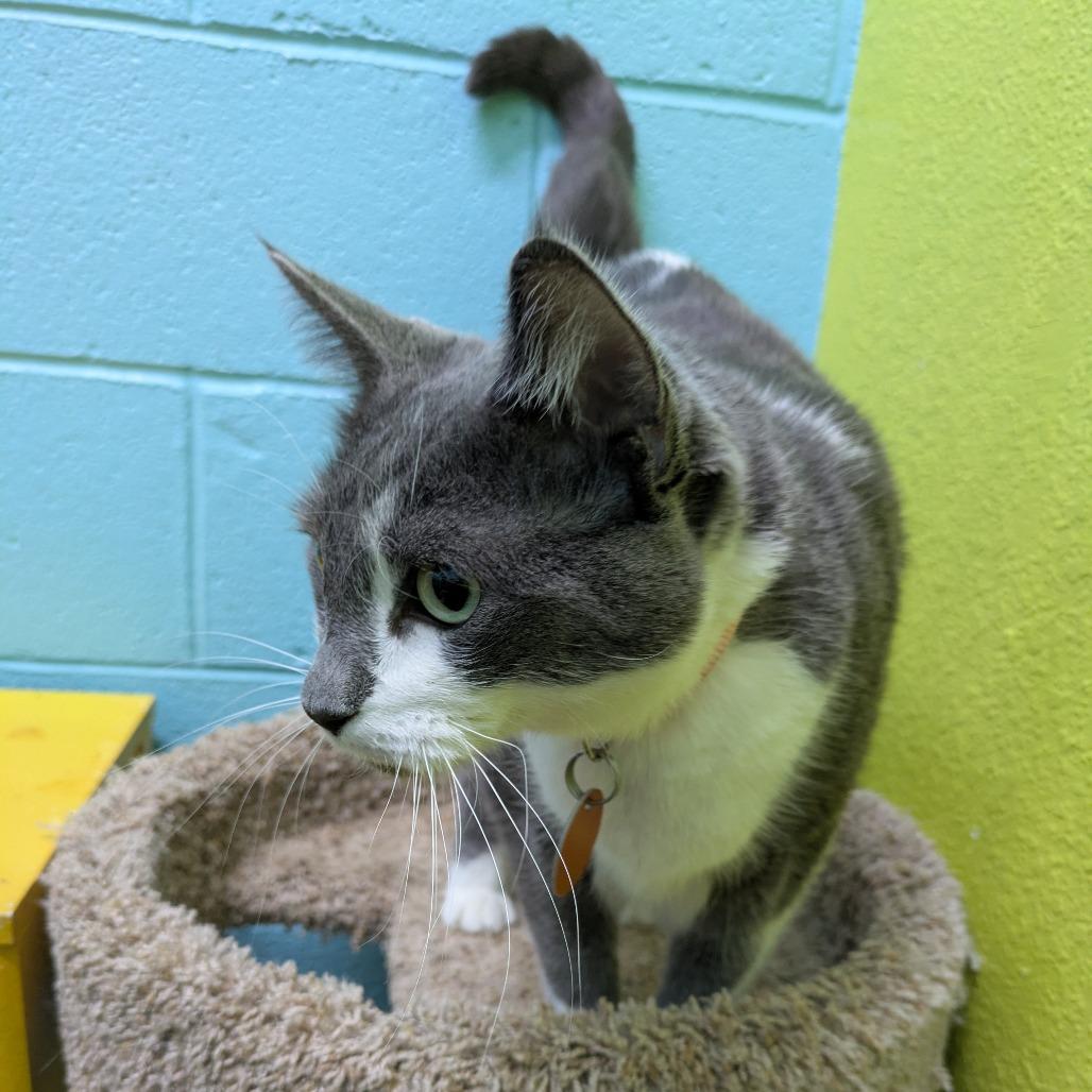 Enlarge Slate, a Adoptable Domestic Short Hair in Springfield, MO image 6/6