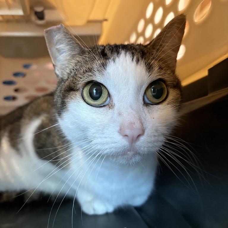 Enlarge Leah, a Adoptable Domestic Short Hair in Bentonville, AR image 1/5