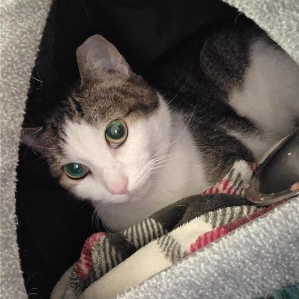 Enlarge Leah, a Adoptable Domestic Short Hair in Bentonville, AR image 2/5