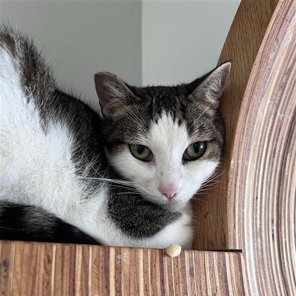 Enlarge Leah, a Adoptable Domestic Short Hair in Bentonville, AR image 3/5