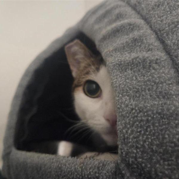Enlarge Leah, a Adoptable Domestic Short Hair in Bentonville, AR image 4/5