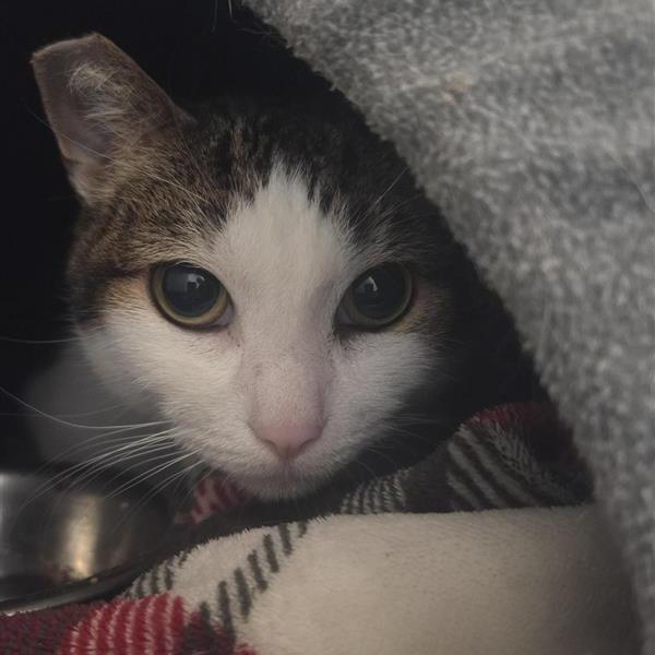 Enlarge Leah, a Adoptable Domestic Short Hair in Bentonville, AR image 5/5