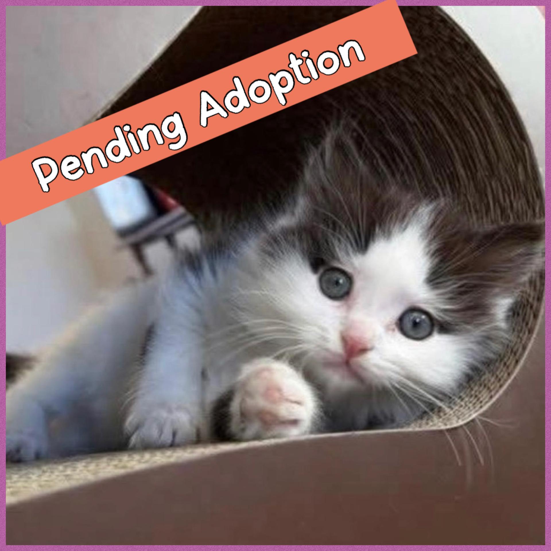 Ham & Yam, adopted, Kitten Male Domestic Long Hair.