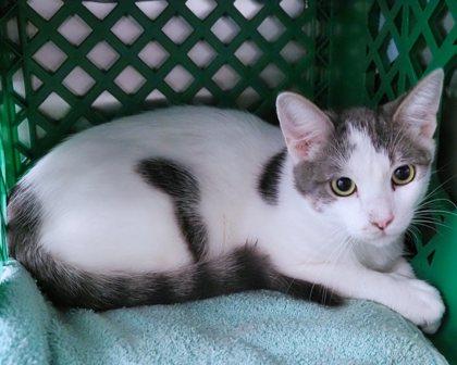 Fred, Adoptable, Adult Male Domestic Short Hair.