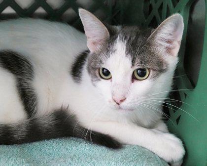 Fred, a Adoptable mixed breed in West Seneca, NY image 2/3