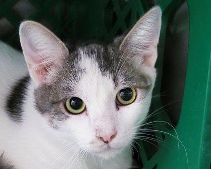 Fred, a Adoptable mixed breed in West Seneca, NY image 3/3