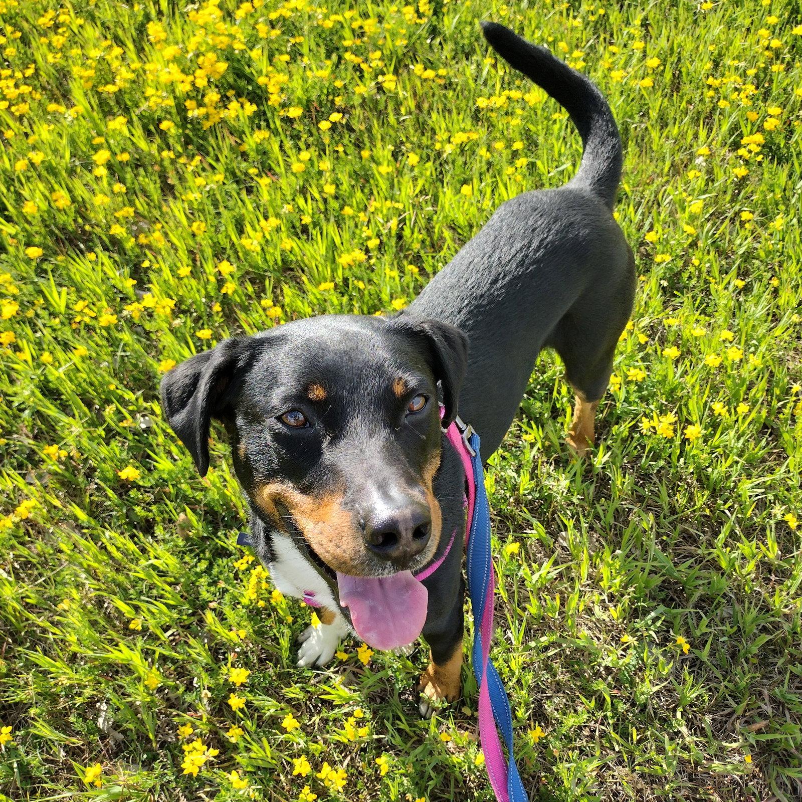 Enlarge Chrundle, a Adoptable Shepherd in Fargo, ND image 2/3