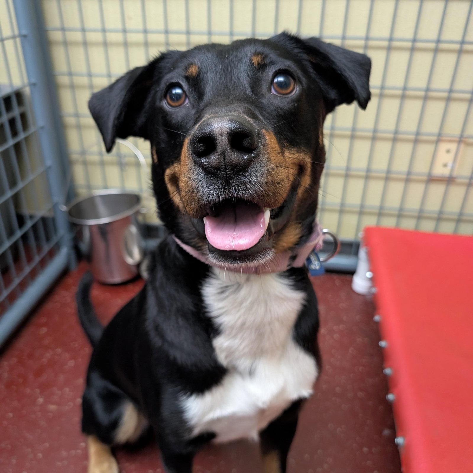 Enlarge Chrundle, a Adoptable Shepherd in Fargo, ND image 3/3