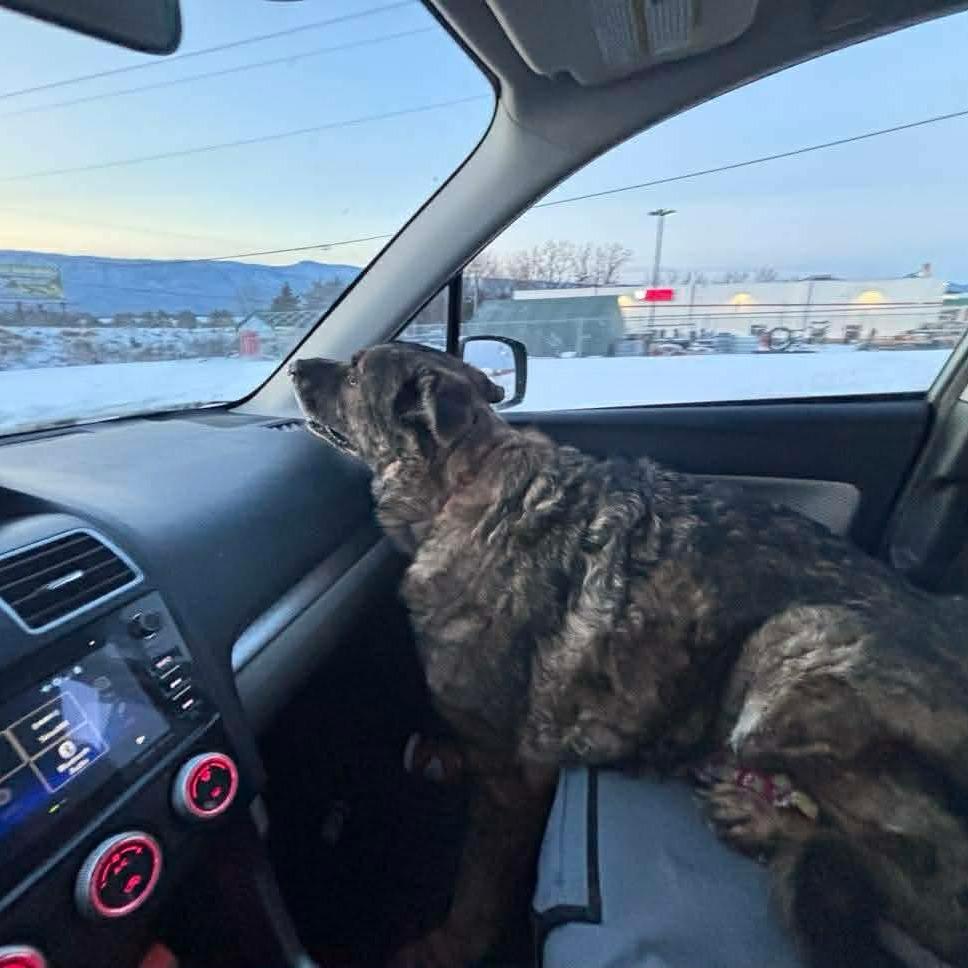 Willy — thumbnail 2