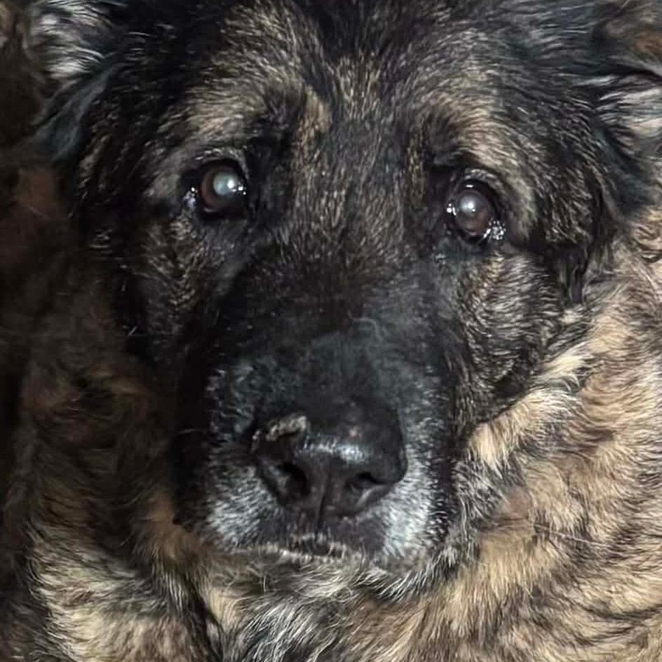 Willy — thumbnail 3