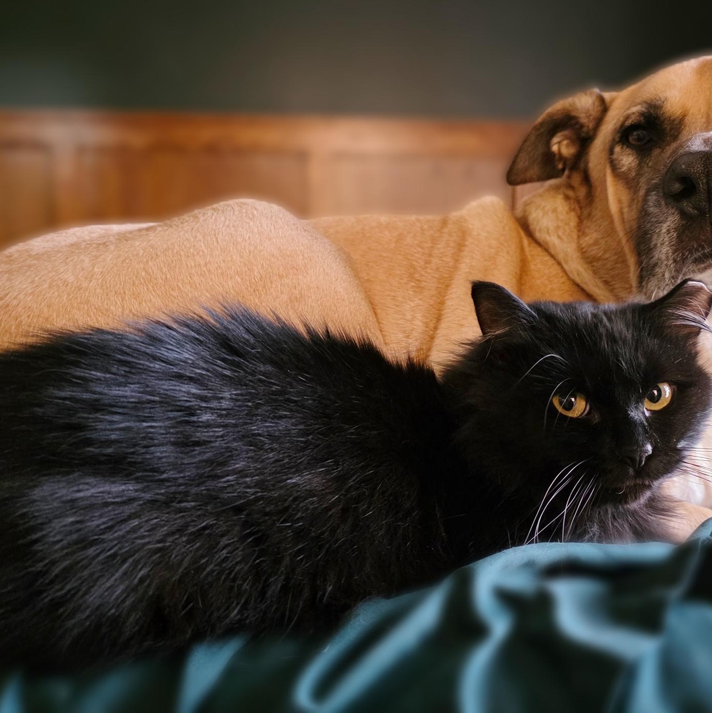 Enlarge Mittens, a ADOPTABLE Domestic Medium Hair in Edgar, WI image 3/3