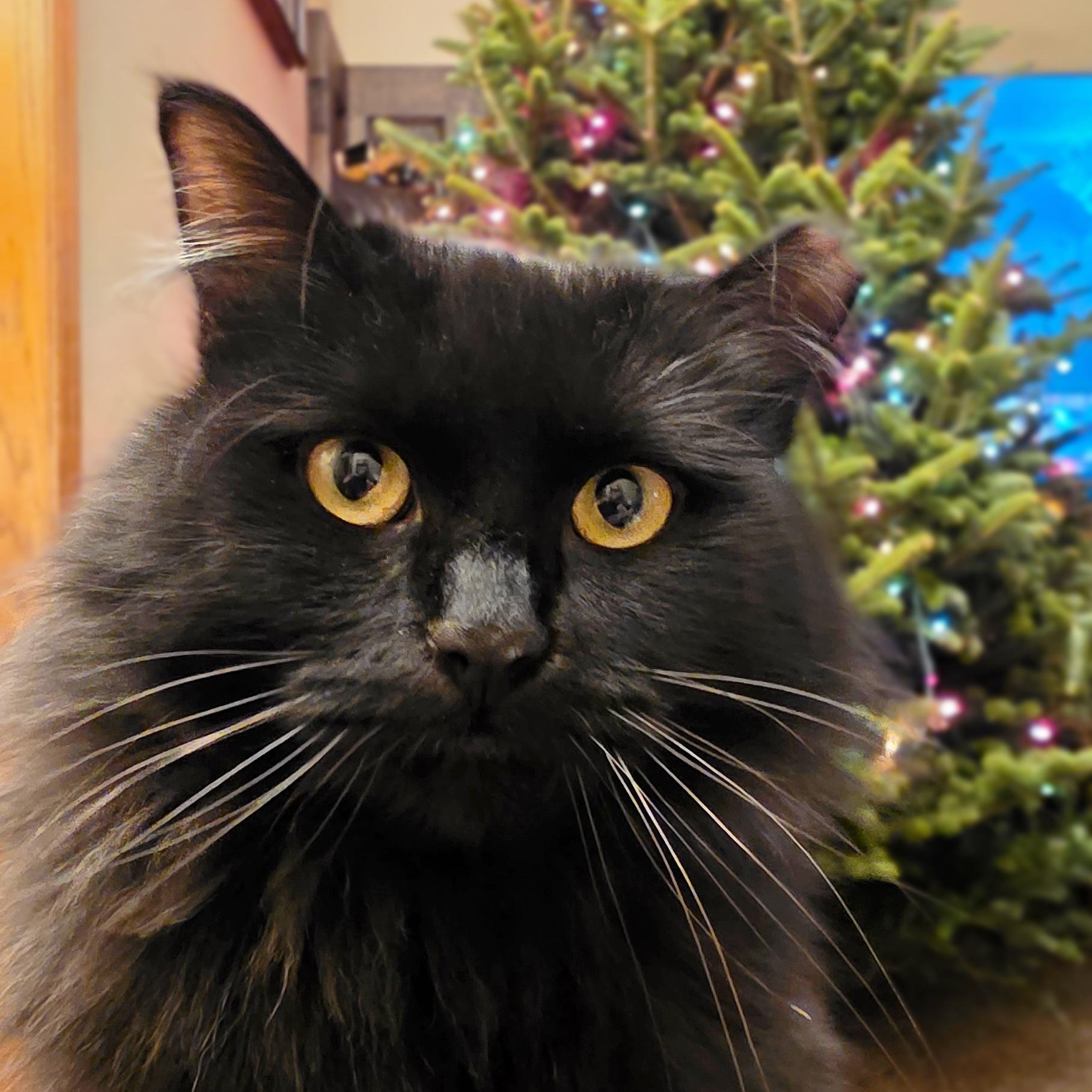 Enlarge Mittens, a ADOPTABLE Domestic Medium Hair in Edgar, WI image 1/3