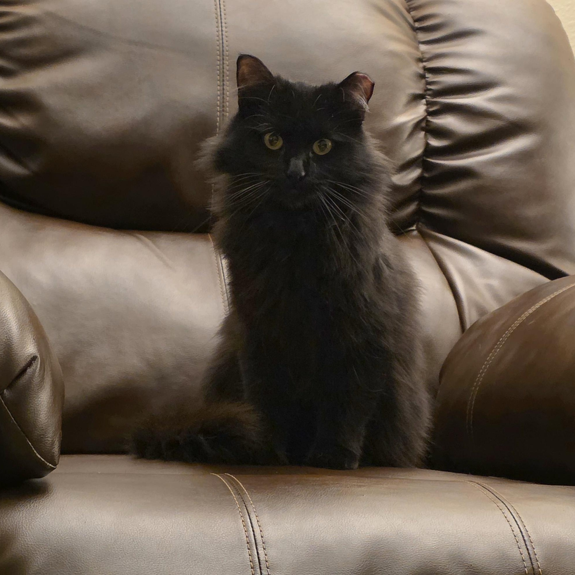 Enlarge Mittens, a ADOPTABLE Domestic Medium Hair in Edgar, WI image 2/3