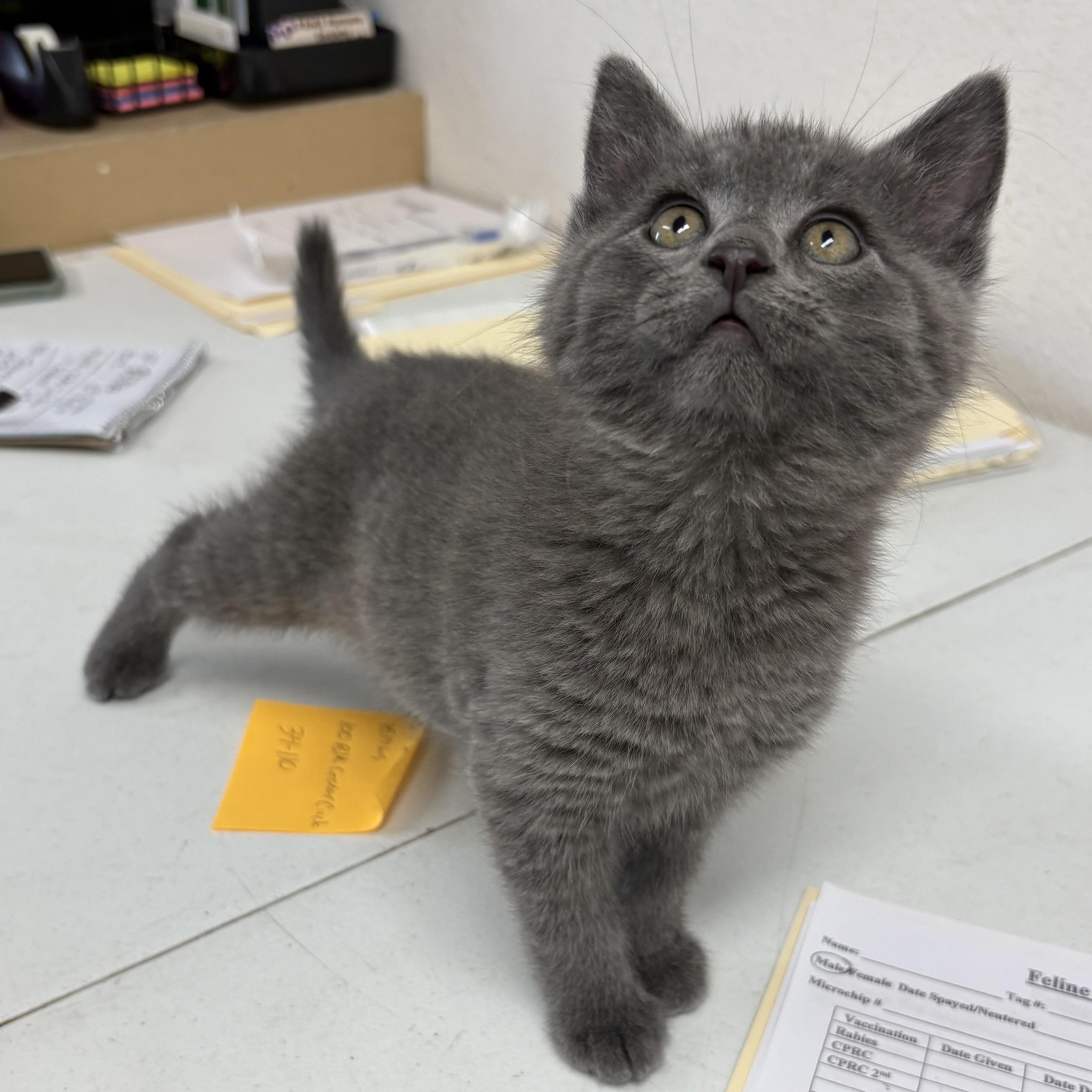 Enlarge Zinc, a ADOPTABLE mixed breed in Charles City, IA image 2/3