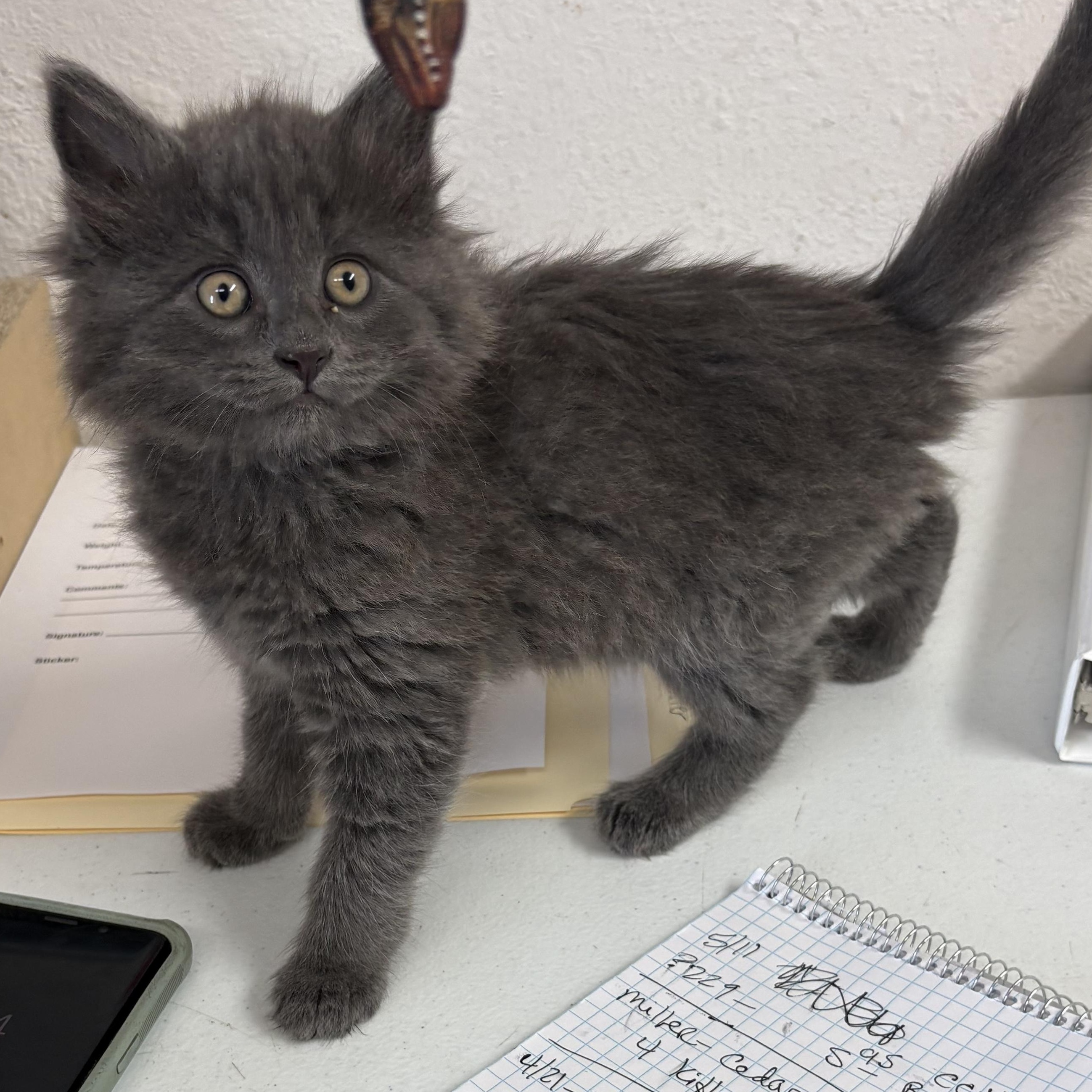 Enlarge Zinc, a ADOPTABLE mixed breed in Charles City, IA image 3/3
