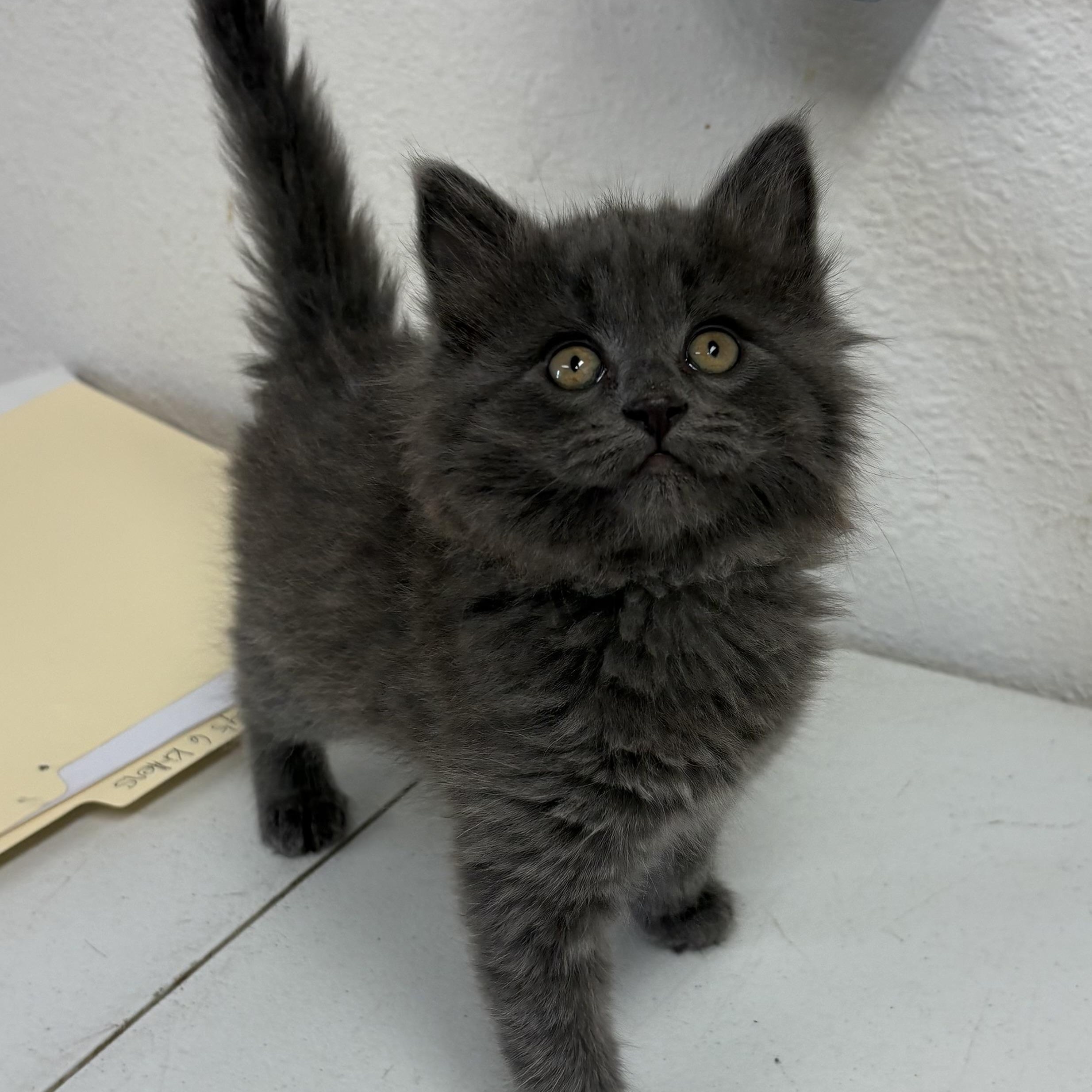 Enlarge Zinc, a ADOPTABLE mixed breed in Charles City, IA image 1/3