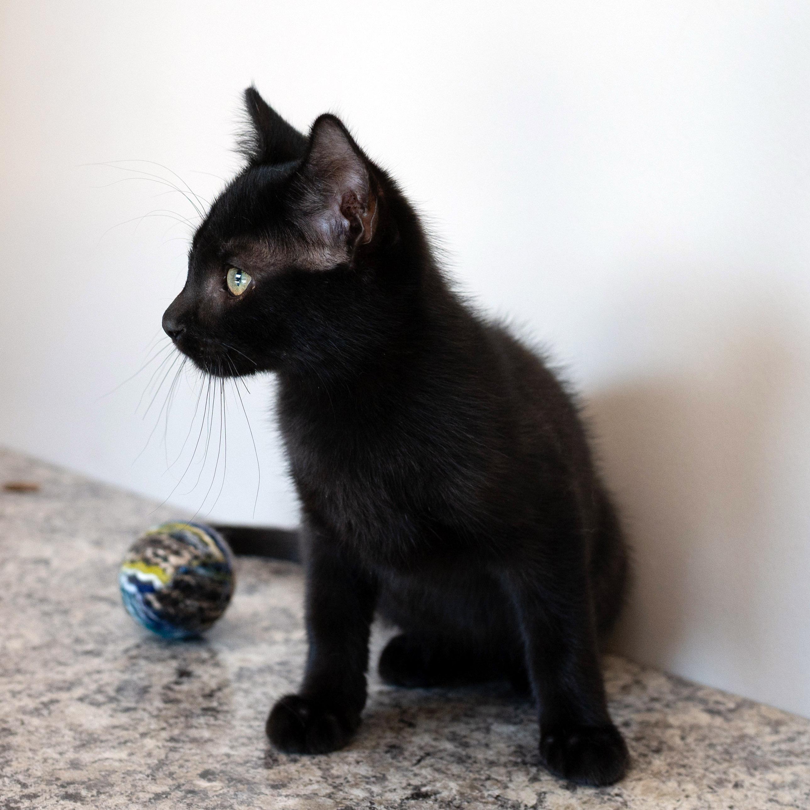 Enlarge Bob, a ADOPTABLE mixed breed in Chicago, IL image 5/5