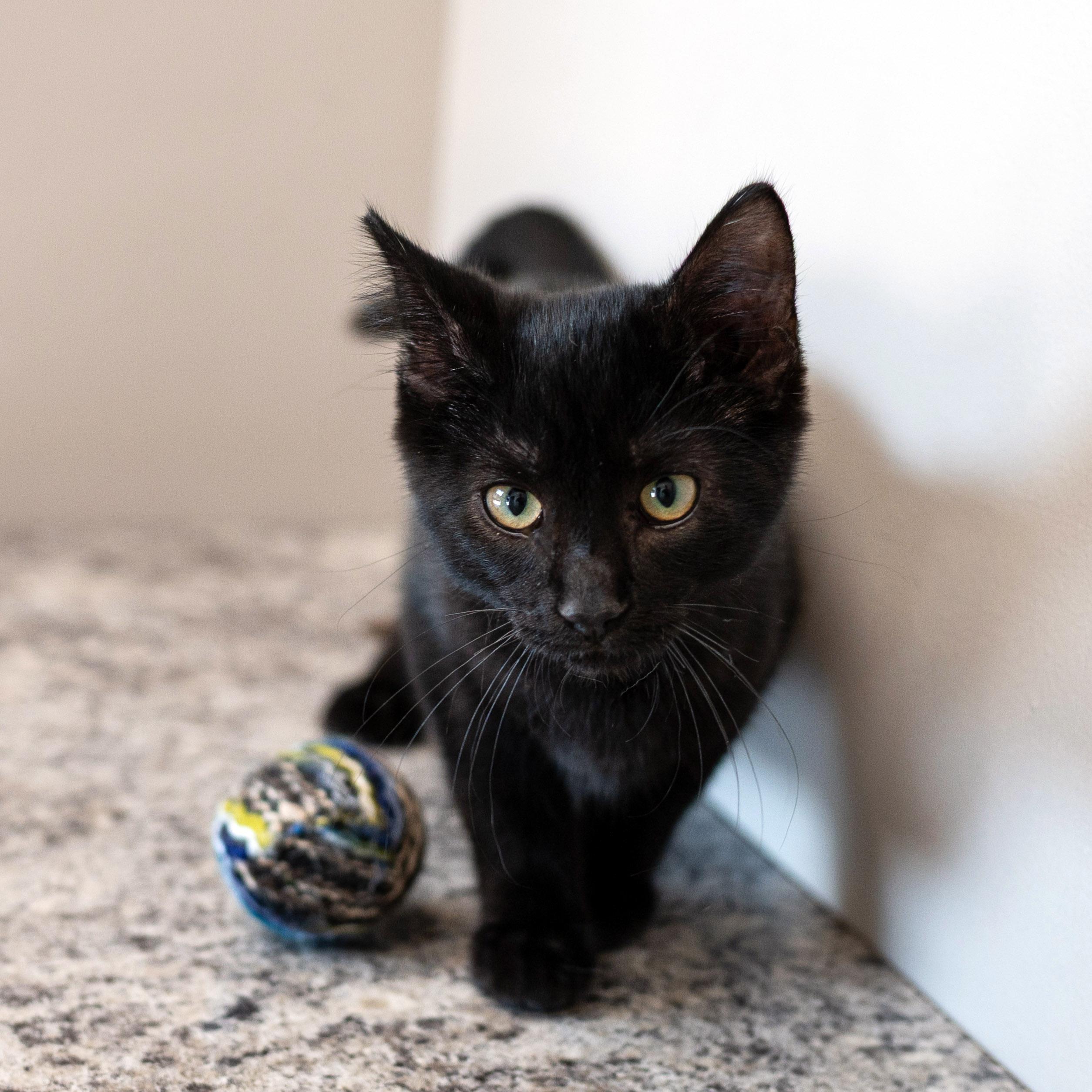 Bob, ADOPTABLE, Kitten Male Domestic Short Hair.