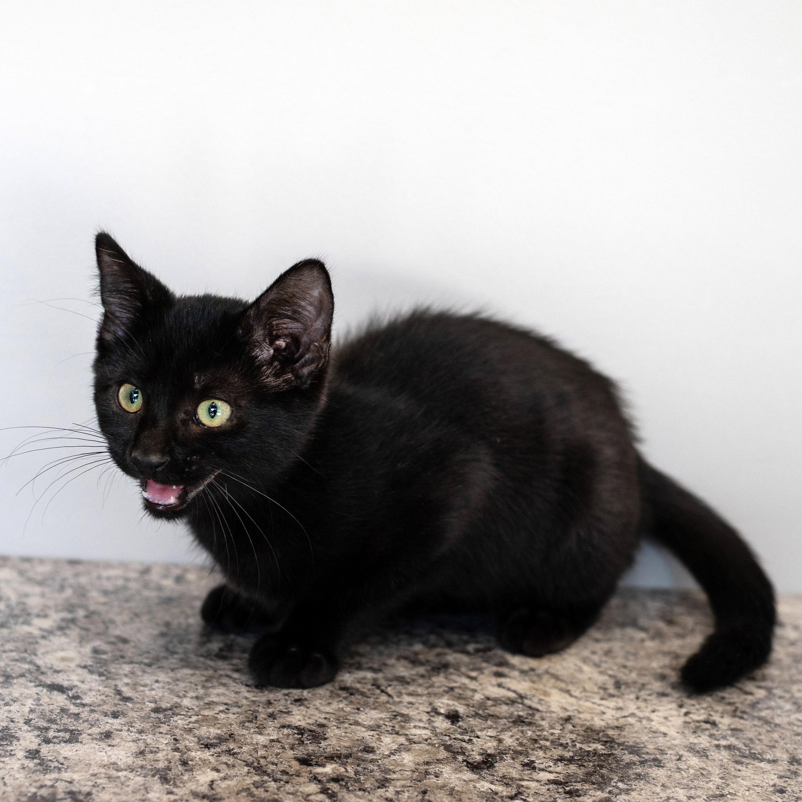 Enlarge Bob, a ADOPTABLE mixed breed in Chicago, IL image 4/5