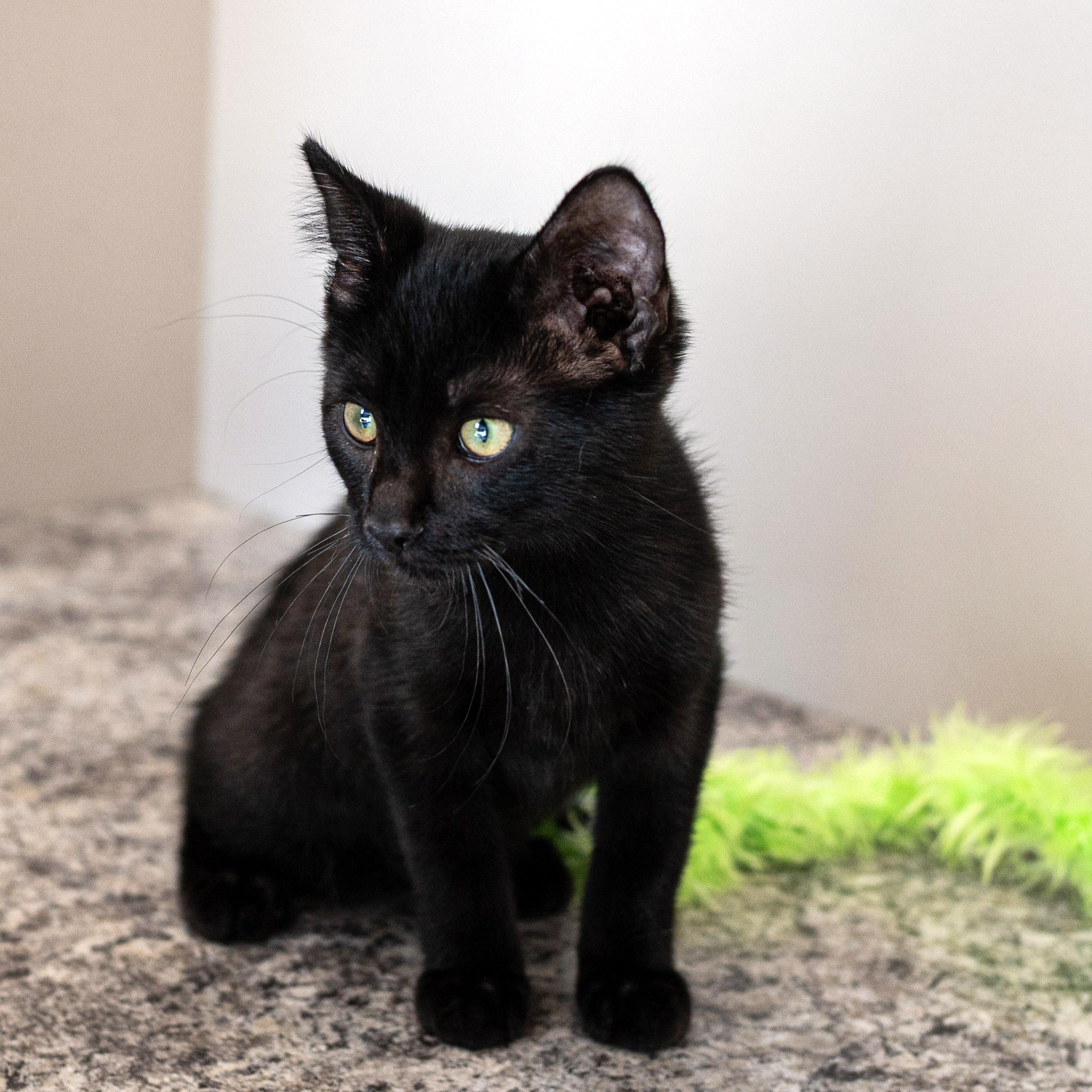 Enlarge Bob, a ADOPTABLE mixed breed in Chicago, IL image 2/5