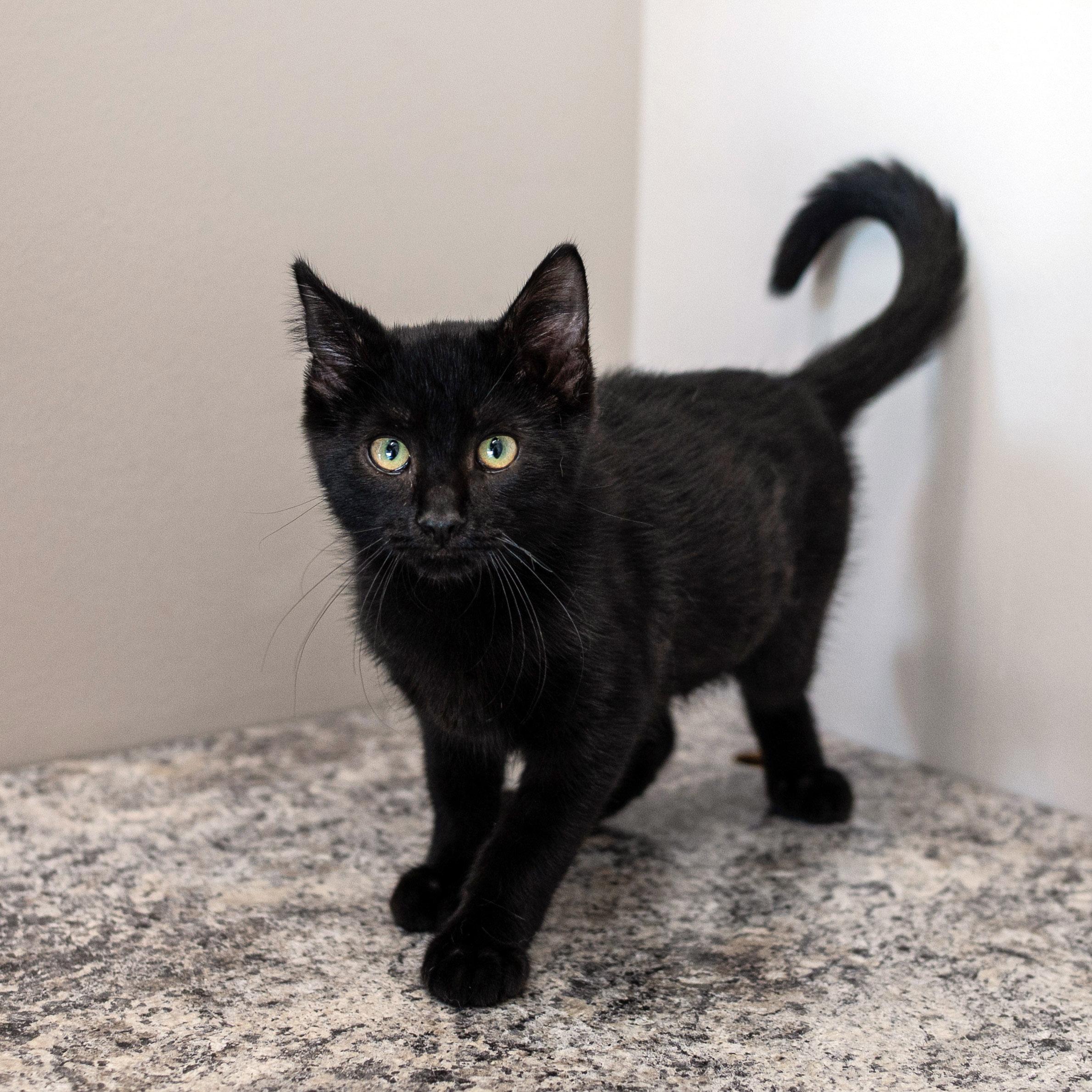Enlarge Bob, a ADOPTABLE mixed breed in Chicago, IL image 3/5