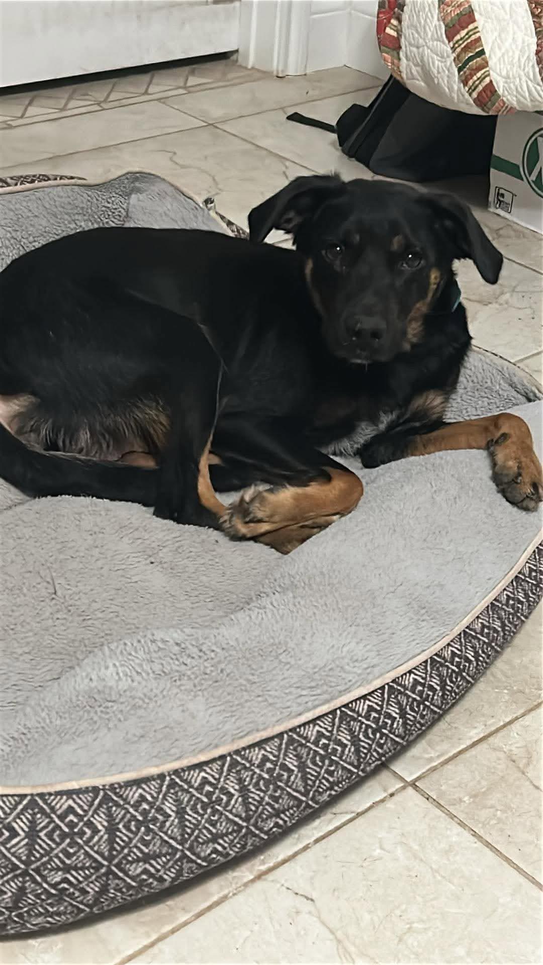 June, a ADOPTABLE mixed breed in Boston, MA image 3/3