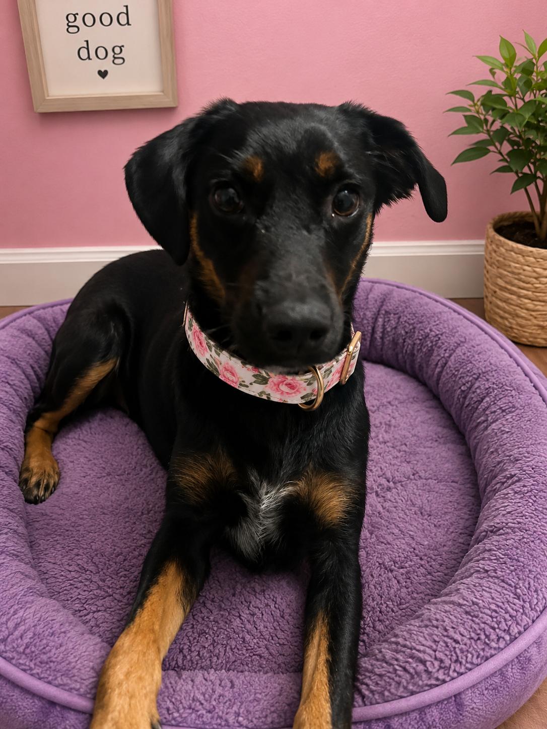 June, ADOPTABLE, Young Female Shepherd & Black and Tan Coonhound.