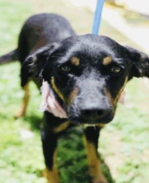 June, a ADOPTABLE mixed breed in Boston, MA image 2/3