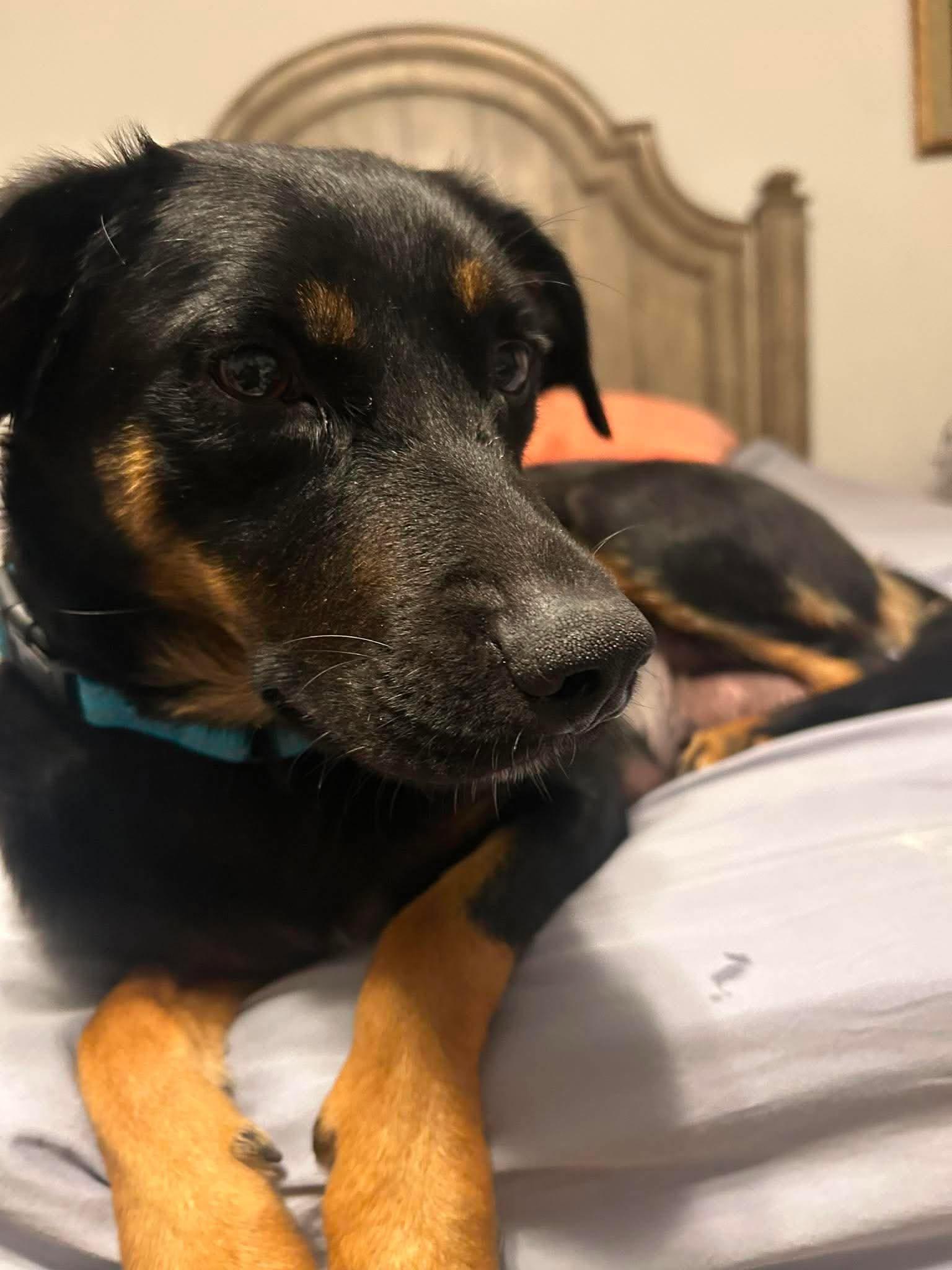 June, ADOPTABLE, Young Female Shepherd & Black and Tan Coonhound.