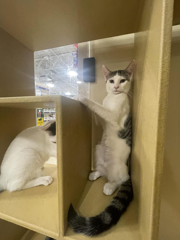 Tammy, Adoptable, Young Female Domestic Short Hair.