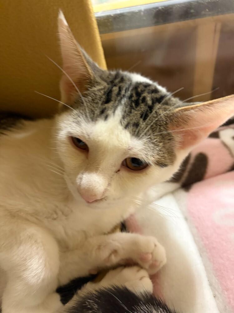 Tammy, Adoptable, Young Female Domestic Short Hair.