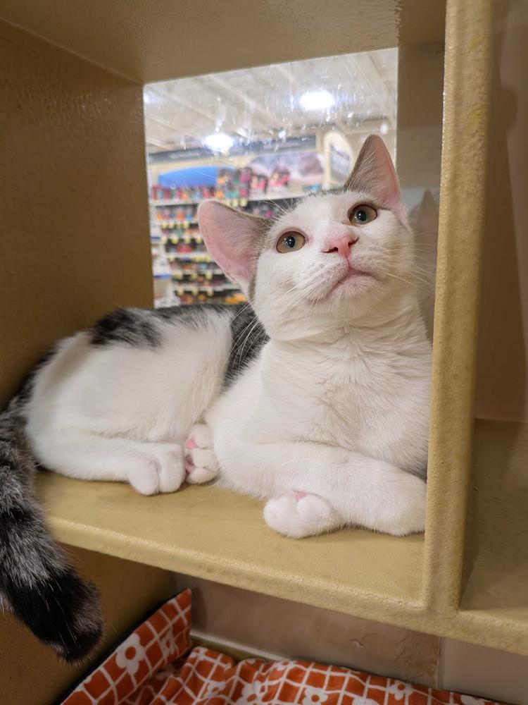 Tammy, a Adoptable Domestic Short Hair in North Brunswick, NJ image 3/3