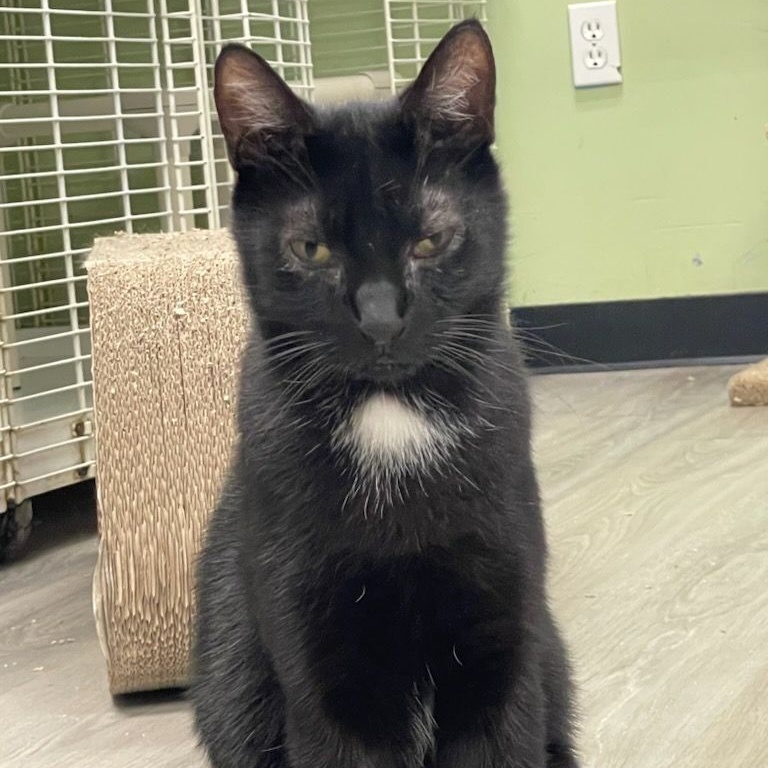 Enlarge Dale, a Adoptable Domestic Short Hair in Margate, FL image 1/1