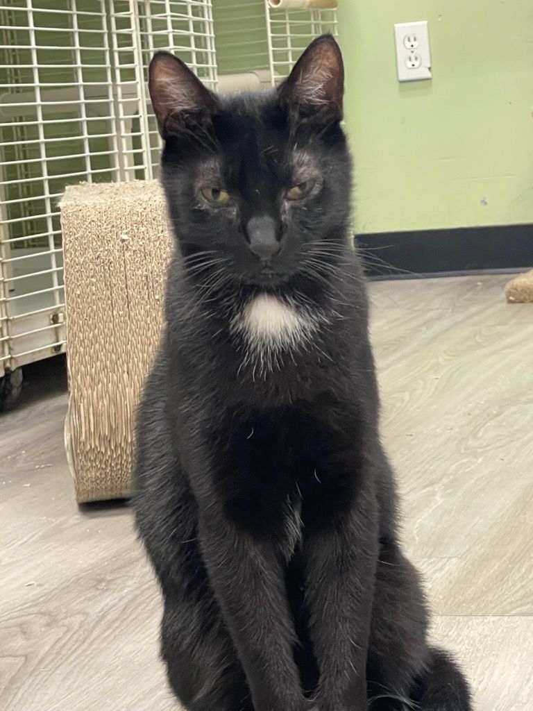 Dale, a Adoptable Domestic Short Hair in Margate, FL image 1/3