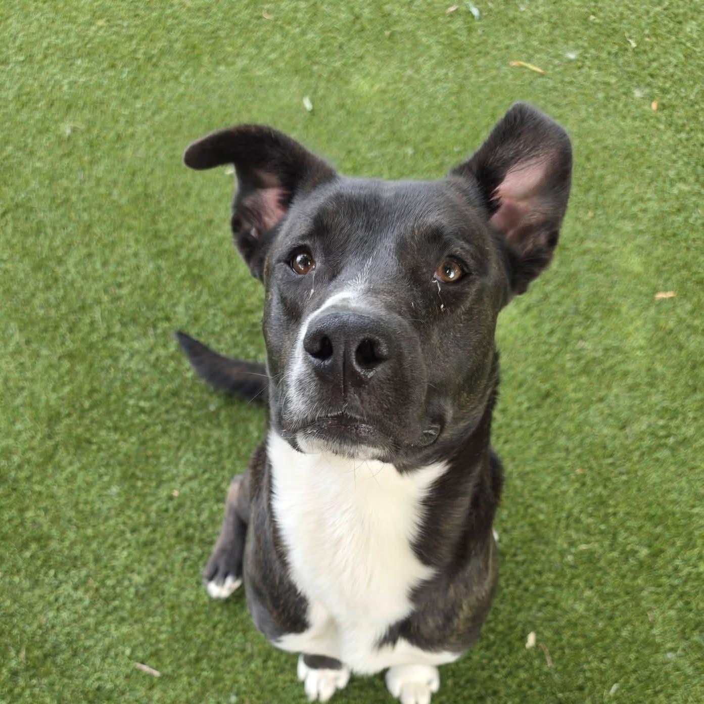 Enlarge Barbell, a ADOPTABLE Mixed Breed in Nashville, TN image 2/4