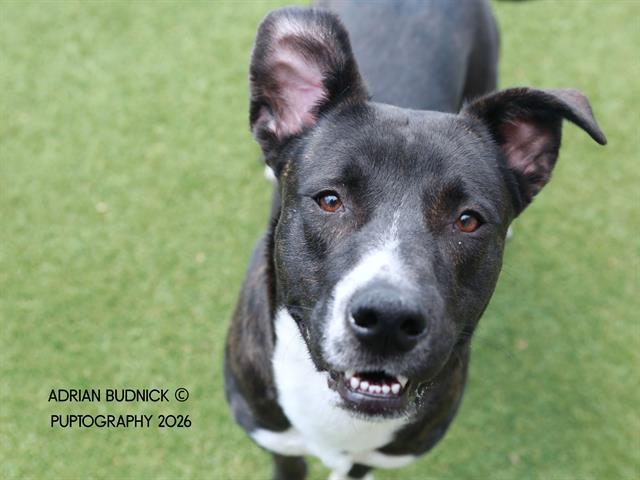 Enlarge Barbell, a ADOPTABLE Mixed Breed in Nashville, TN image 1/2