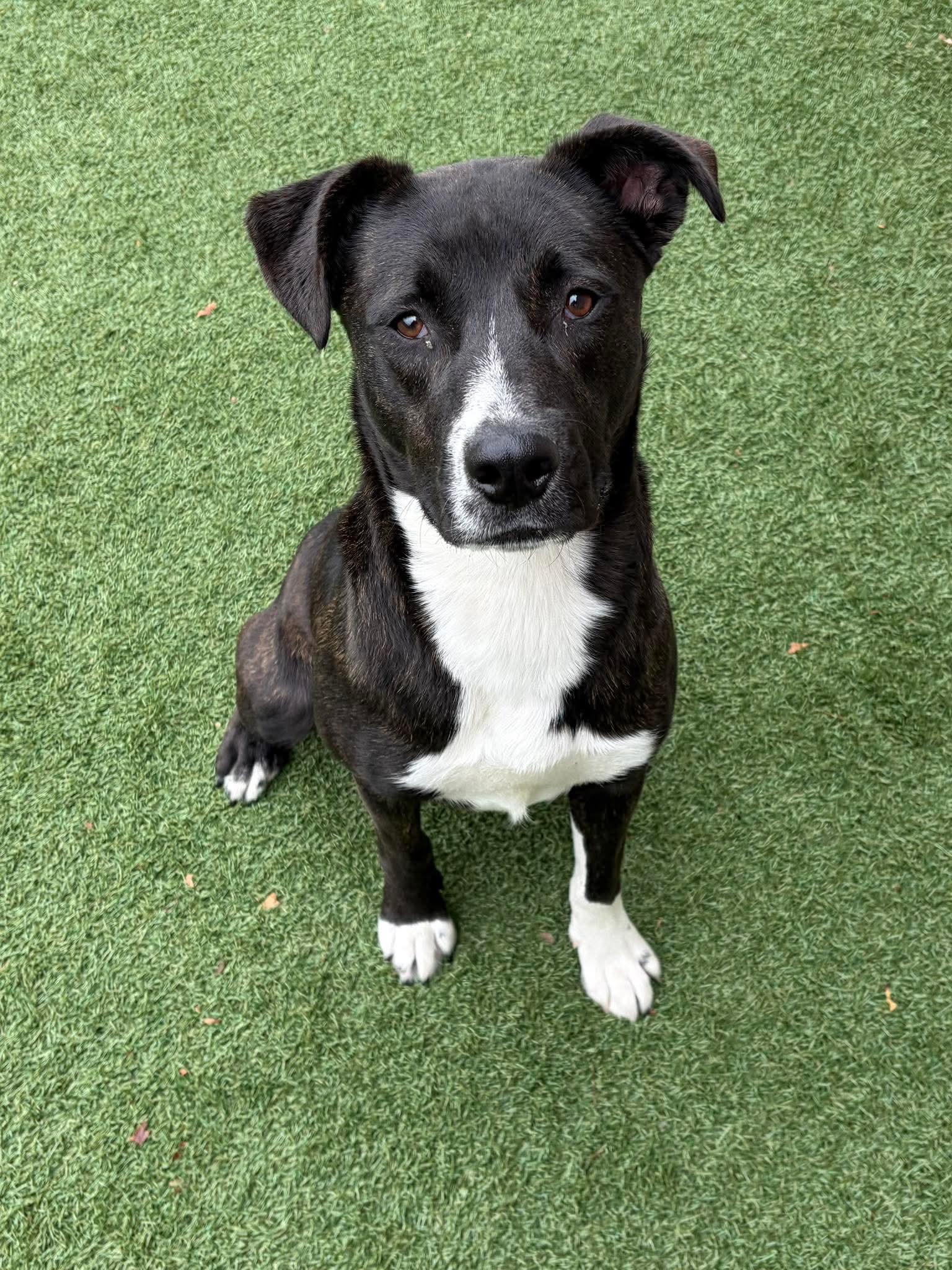 Enlarge Barbell, a ADOPTABLE Mixed Breed in Nashville, TN image 3/4