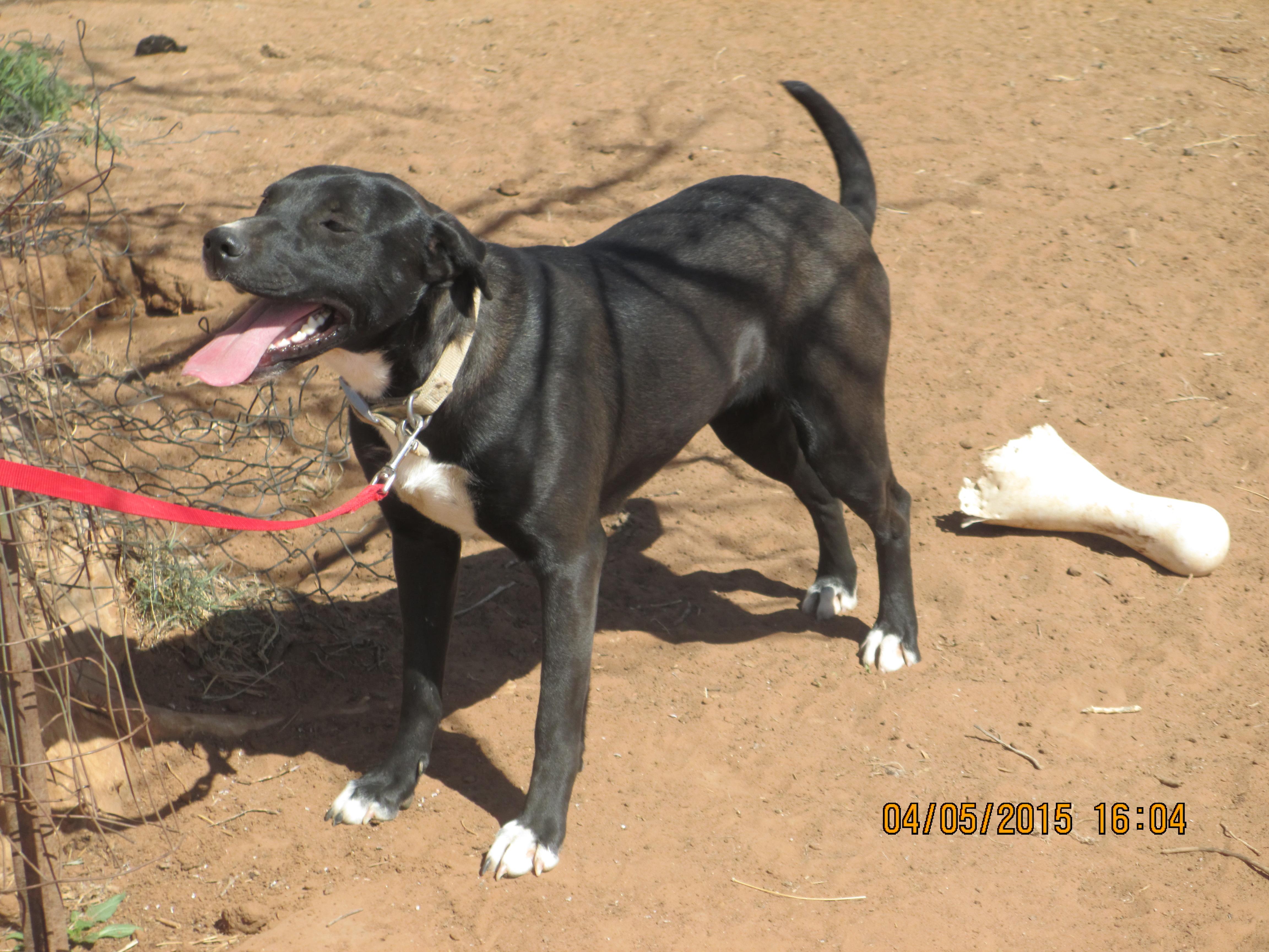 Breanna, a Adoptable mixed breed in Anton, TX image 1/2