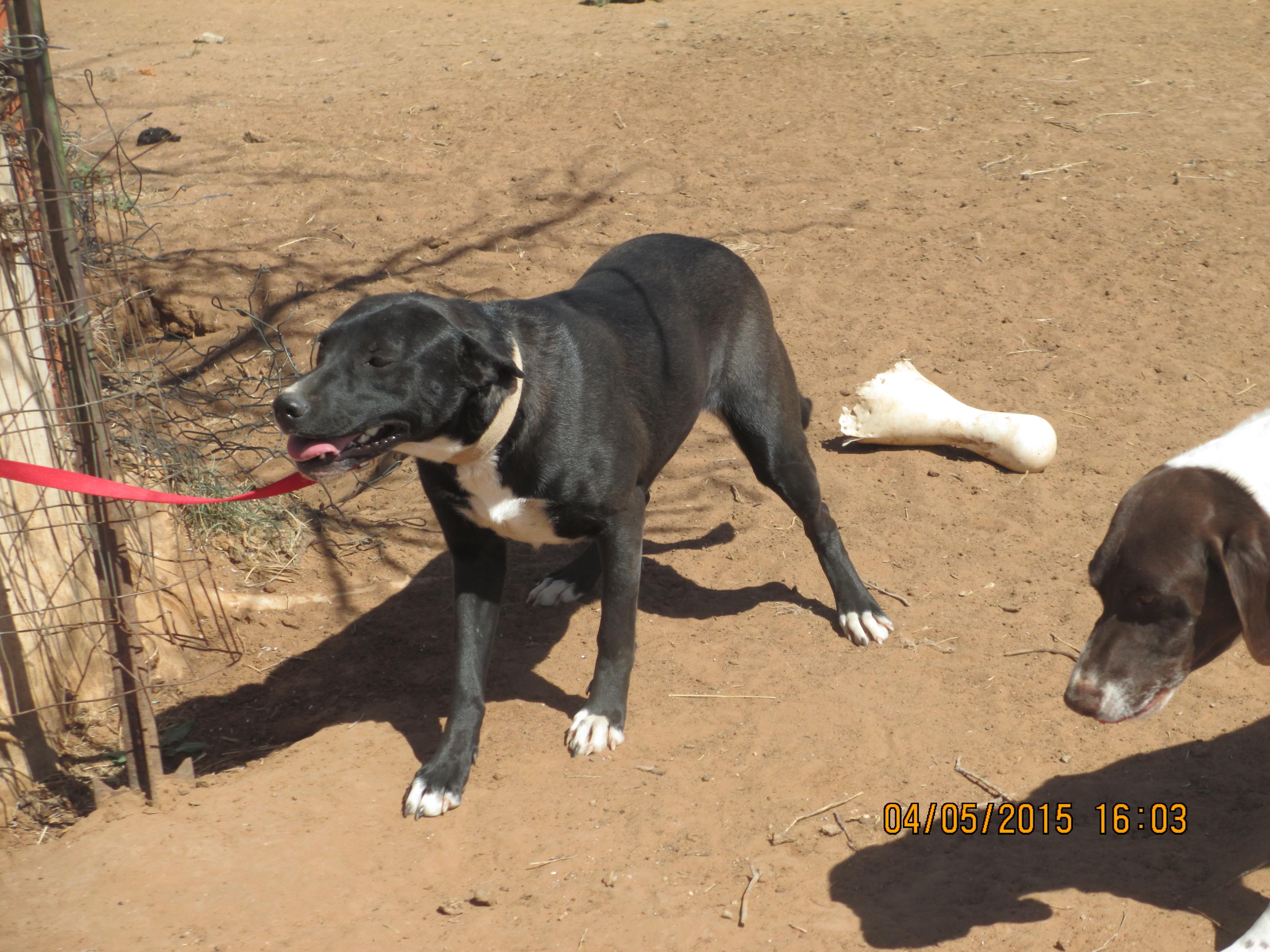 Breanna, a Adoptable mixed breed in Anton, TX image 2/2