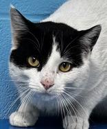 Enlarge Frankie, an adopted mixed breed in Portsmouth, OH image 1/1