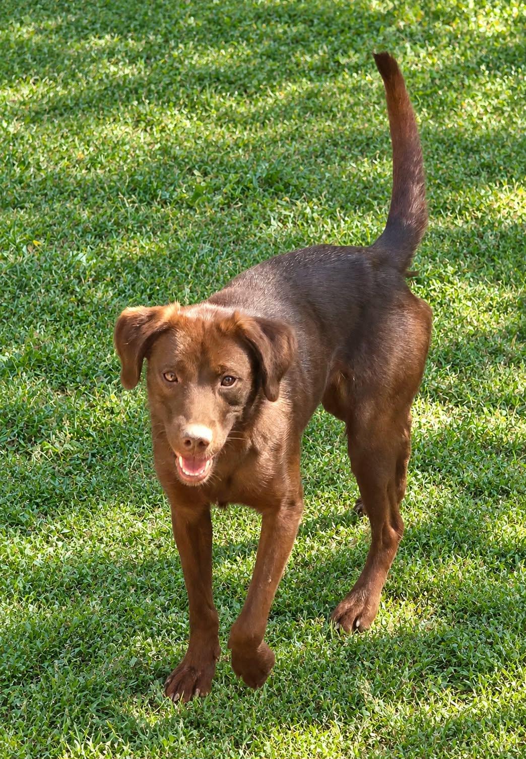Enlarge Hazel, a Adoptable mixed breed in church point, LA image 3/3