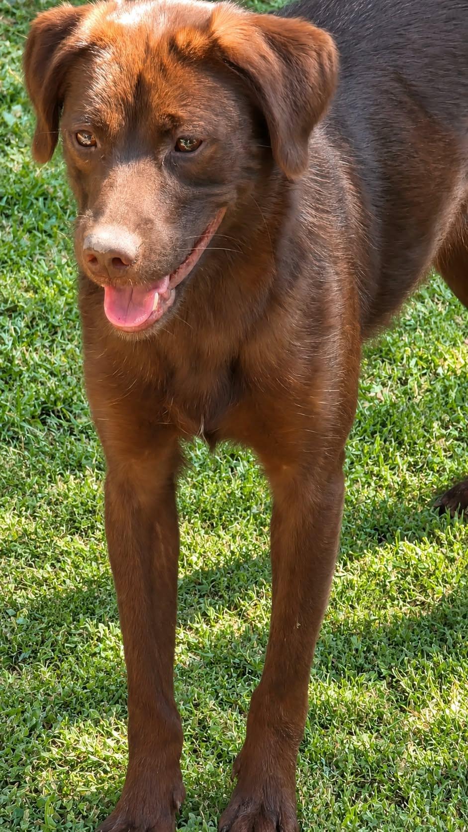 Enlarge Hazel, a Adoptable mixed breed in church point, LA image 2/3