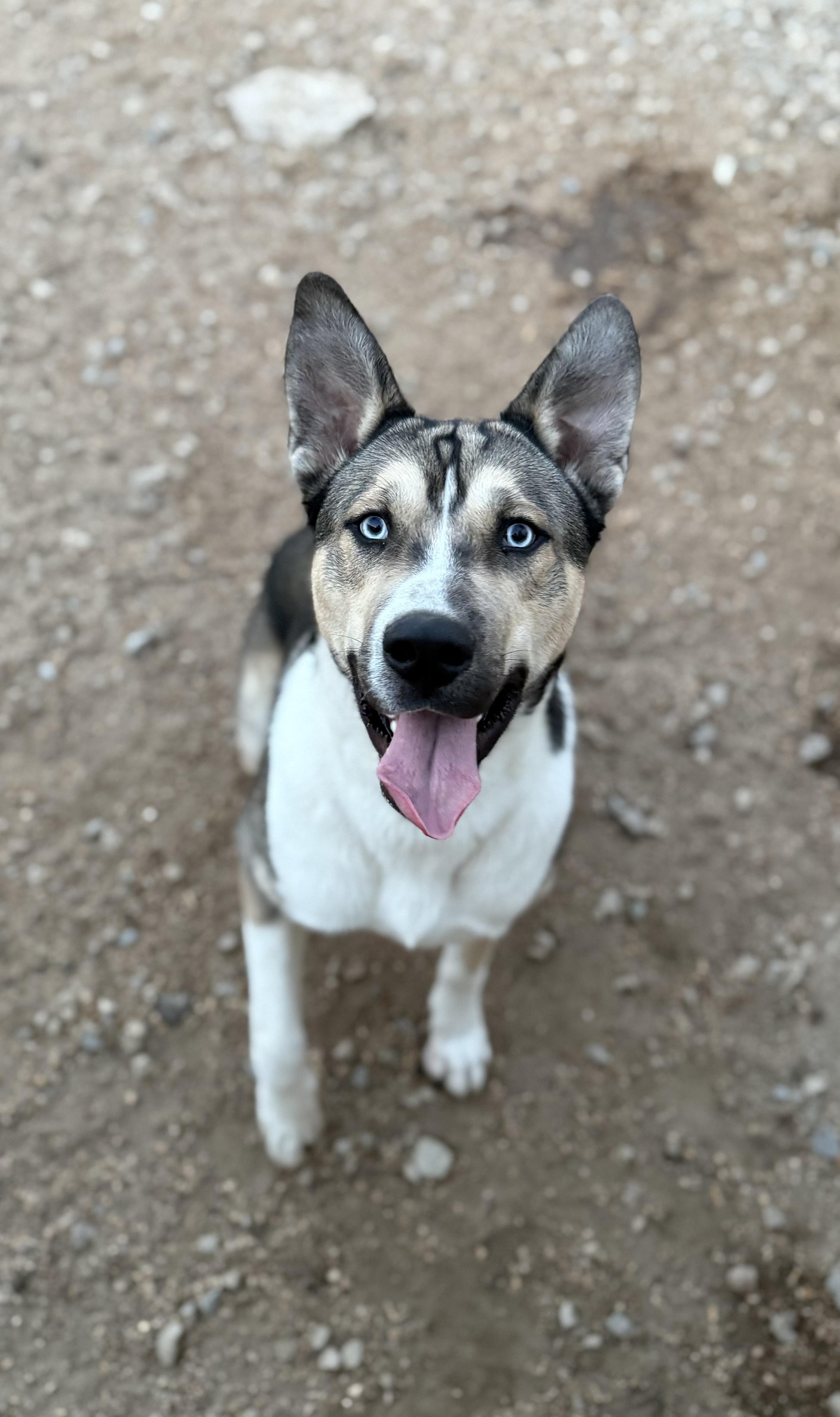 Changa, Adoptable, Adult Male Akita & Husky.